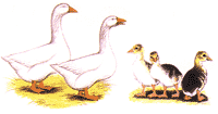 White Geese