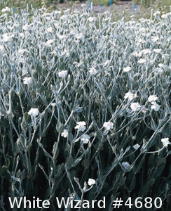 White Wizard Lychnis coronaria alba