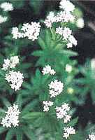 Sweet Woodruff Galium odoratum Waldmeister