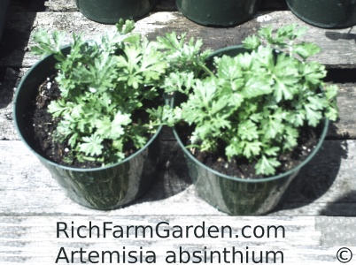 Wormwood Artemisia absinthium