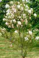 Yellowhorn Popcorn shrub Xanthoceras sorbifolium