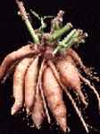 Yacon roots Bolivian Sunroot