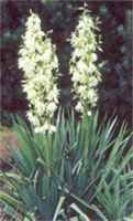 Adams Needle Yucca plant Bears thread