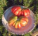 Zapotec Pleated
        Tomato