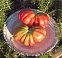 Zapotec Pleated
        Tomato