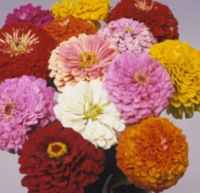 Benarys Giant Mix Zinnia
        elegans Annual flower