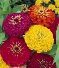 Magellan zinnia elegans
        dahlia blooms dwarf plants