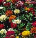 State Fair Mix Zinnia elegans
        Annual flowers