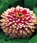 Swizzle zinnia cherry