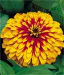 Swizzle zinnia scarlet