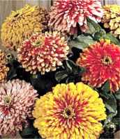 Whirlygig zinnia elegans