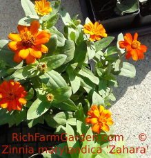 Zinnia marylandica Zahara