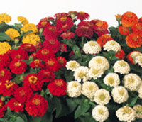 Zinnita Mix Zinnia